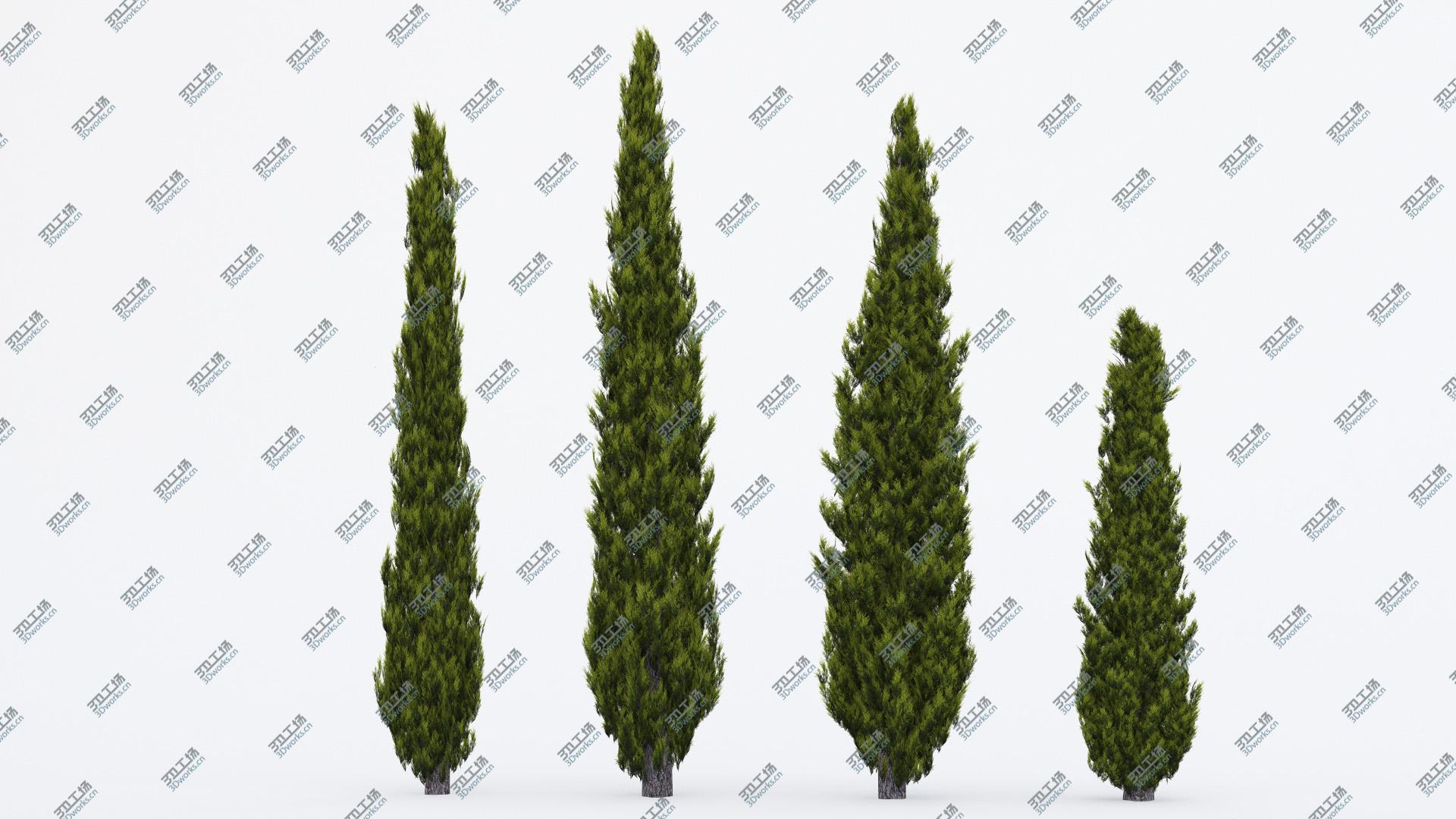 images/goods_img/202105074/Italian Cypress 2/2.jpg